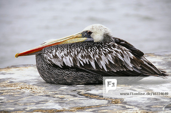Peru,  Paracas,  Pelikan Entspannung im Paracas Nationalreservat
