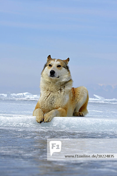 Russland  Baikalsee  Sibirischer Husky auf gefrorenem See liegend