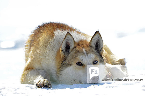 Russland  Baikalsee  Sibirischer Husky auf gefrorenem See liegend