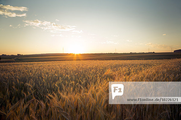 Germany  Baden-Wuerttemberg  barley field against the evening sun