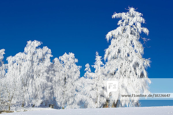 Deutschland  Bayern  Bäume im Winter
