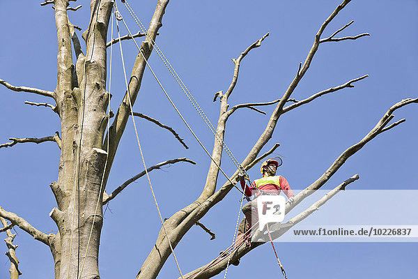 Arbeiter mit Seilen an einem Baum befestigt  der in die Ferne blickt.