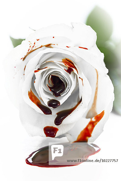 Weiße Rosenblüte mit frischem Blut