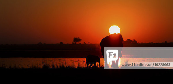 Botswana  Elefant mit Jungtier am Chobe Fluss bei Sonnenuntergang