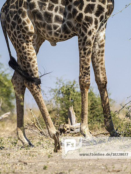 Botswana  Chobe Nationalpark  Giraffenbeine