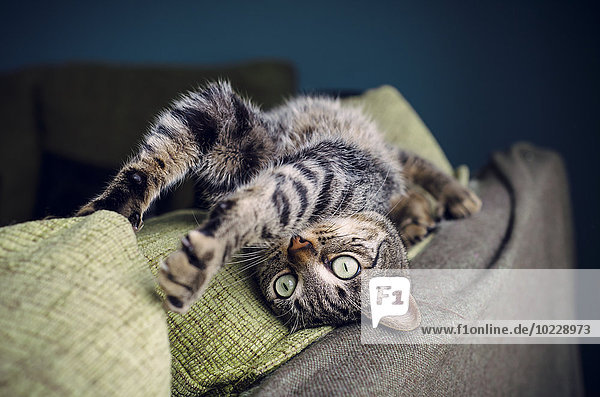 Tabby Katze  die sich auf der Rückenlehne einer Couch streckt