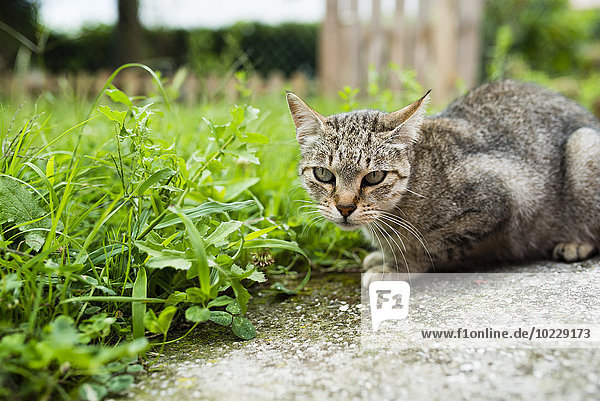 Portrait of tabby cat crouching beside a meadow