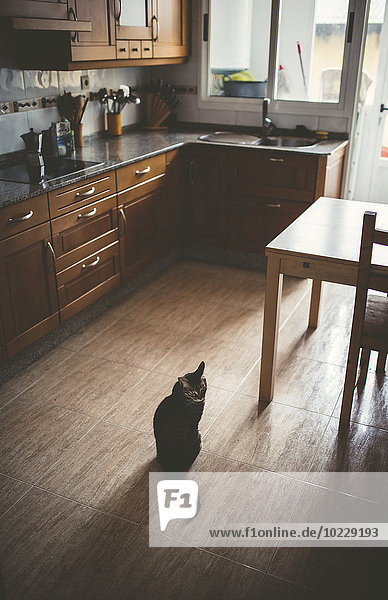 Tabby Katze sitzend auf dem Küchenboden