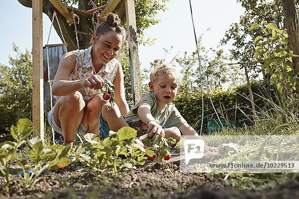 Glückliche Mutter und Sohn ernten Radieschen im Gemüsegarten