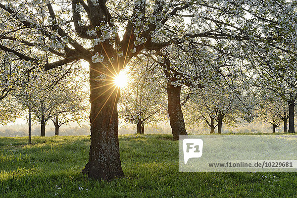 Deutschland  Schwarzwald  blühende Kirschbäume mit Sonnenaufgang bei Gegenlicht
