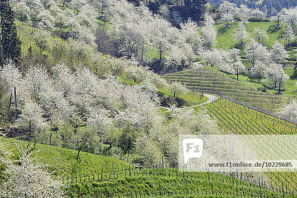 Deutschland  Schwarzwald  blühender Kirschbaumgarten im Frühjahr mit Hügeln im Hintergrund