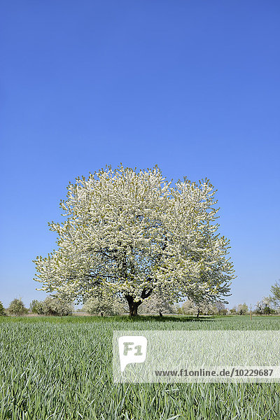 Deutschland  Schwarzwald  blühender Kirschbaum auf einer Wiese im Frühjahr