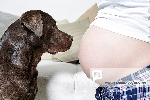 Bauch der schwangeren Frau und Labrador Retriever