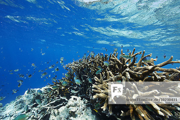 Malediven  Korallen und Fische im Indischen Ozean