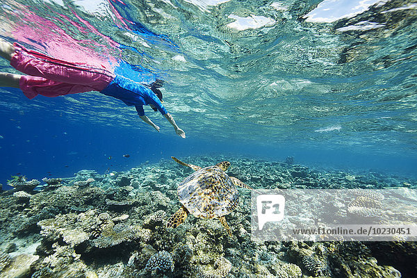 Maldives  turtle and woman snorkeling in the Indian Ocean