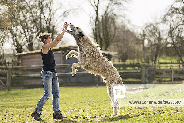 Frau trainiert Irish Wolfhound auf einer Wiese