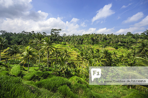 Indonesien  Bali  Ubud  Reisfeld bei Tegalalalang