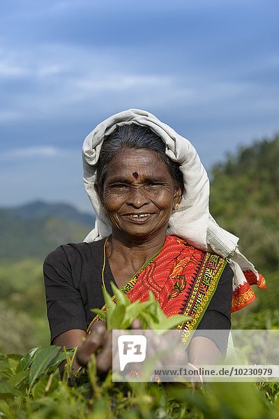 Sri Lanka  Lächelnde Frau beim Tee pflücken