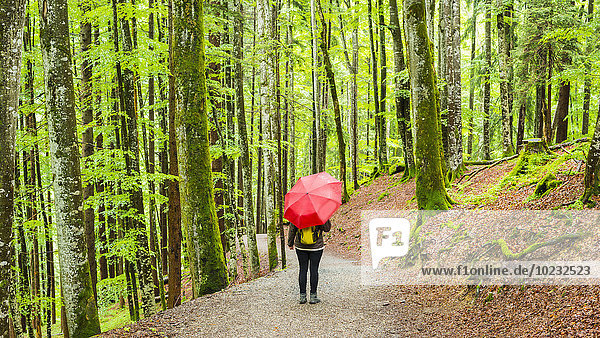 Deutschland  Bayern  Allgäu  Frau mit rotem Regenschirm auf Waldweg