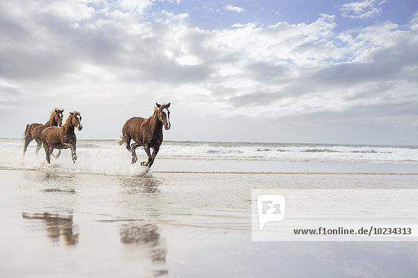Braune Pferde  die am Strand laufen