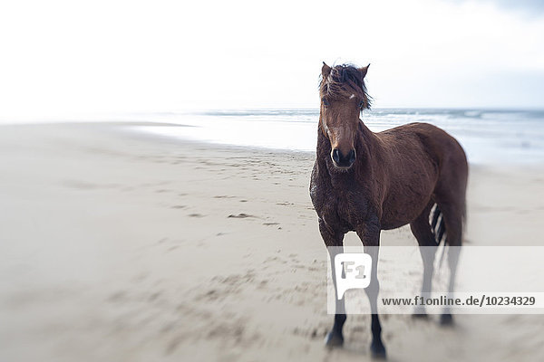Braunes Pferd am Strand