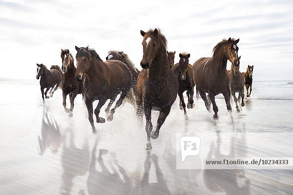 Braune Pferde beim Laufen am Strand