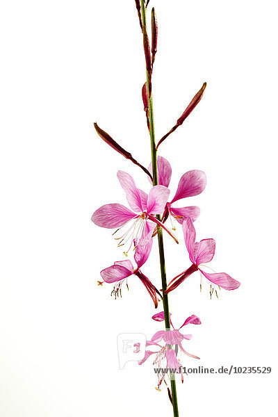 Lindheimer Bienenblüte Gaura lindheimeri
