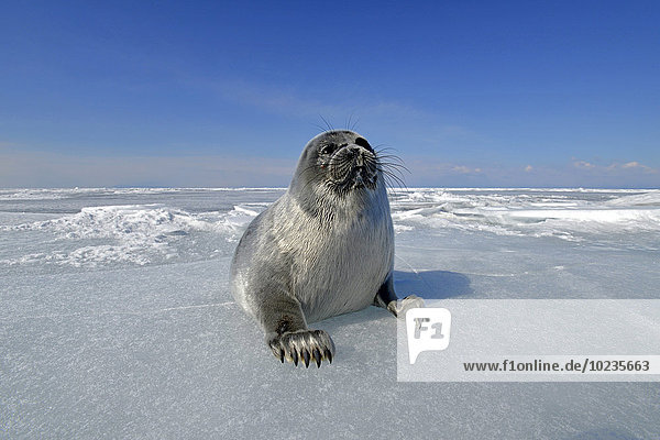 Russia  Lake Baikal  Baikal seal on frozen lake