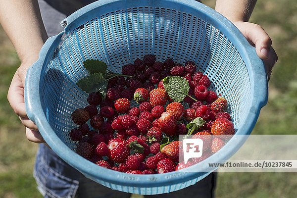 Person hält Plastikschüssel mit frisch gepflückten Himbeeren & Erdbeeren