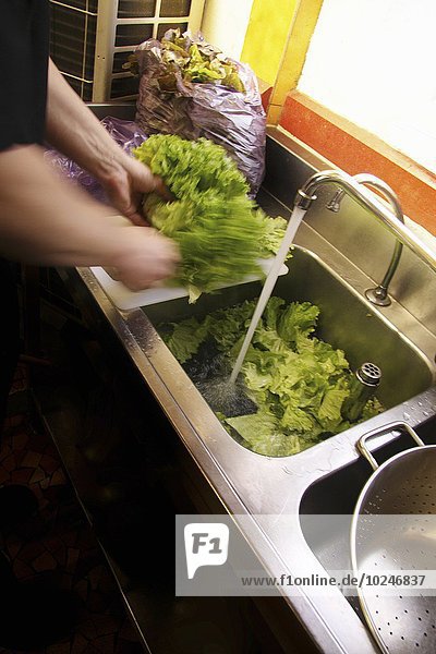 Spülbecken waschen Salat