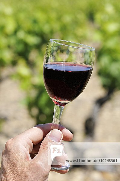 Tasting a glass of red wine by the vines