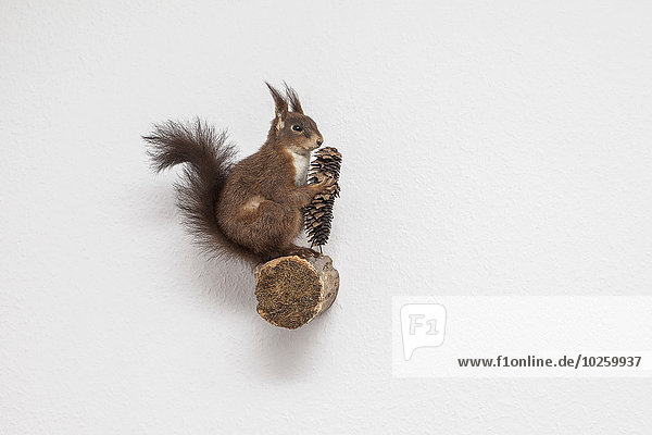 Seitenansicht des Eichhörnchens,  das den Kiefernzapfen am Stamm gegen die Wand hält.
