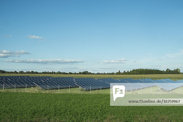 Reihen von Solarmodulen im Feld