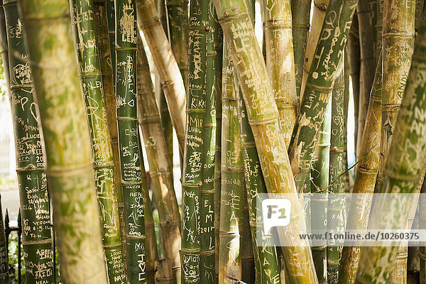 Vollbildaufnahme von gekritzelten Bambushainen
