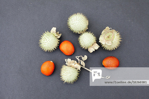 Kumquat und Datura Pflanzenfrüchte auf grauem Grund