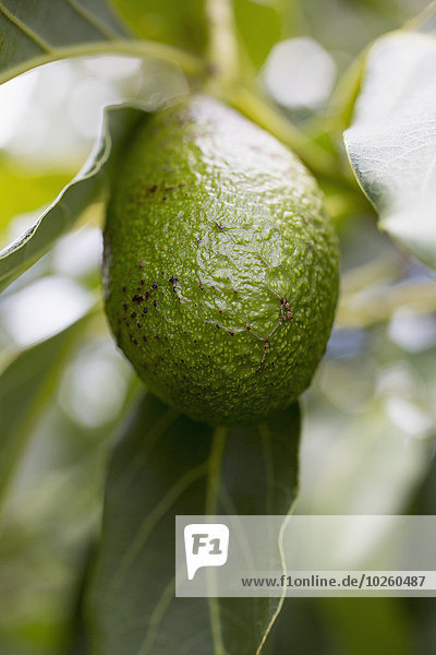 Avocado am Baum hängend