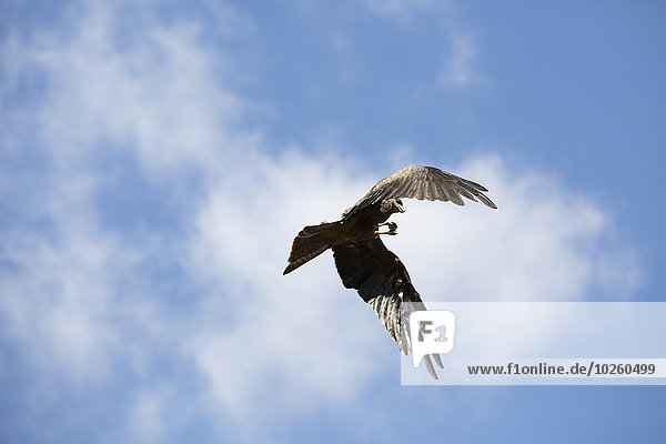 Blick auf den Adler  der gegen den bewölkten Himmel fliegt.