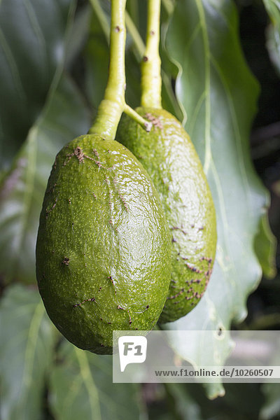 Avocado am Baum hängend