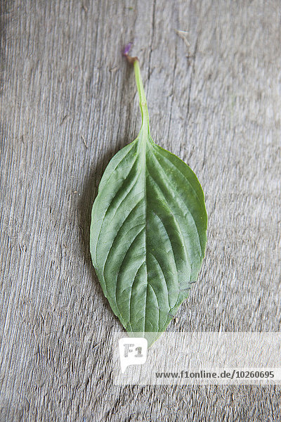 Directly above shot of basil leaf on wooden table