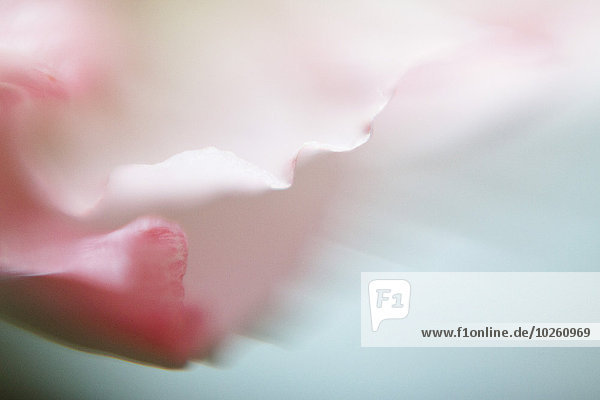 Macro shot of pink flower petal