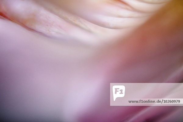 Vollbild-Aufnahme eines rosa Blütenblattes