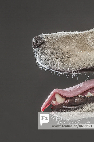 Beschnittenes Bild von Siberian Husky über grauem Hintergrund