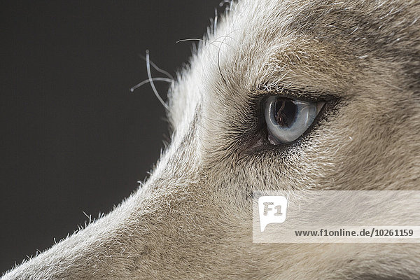 Beschnittenes Bild von Siberian Husky über grauem Hintergrund