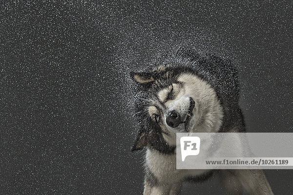 Siberian Husky beim Abschütteln von Wasser über grauem Hintergrund