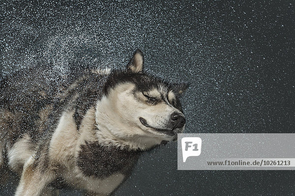 Siberian Husky beim Abschütteln von Wasser über grauem Hintergrund