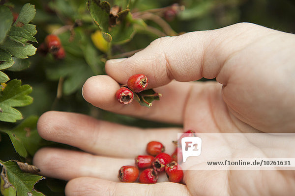 Close up of a forager's hand picking red Hawthorn berries from the hedgerow.