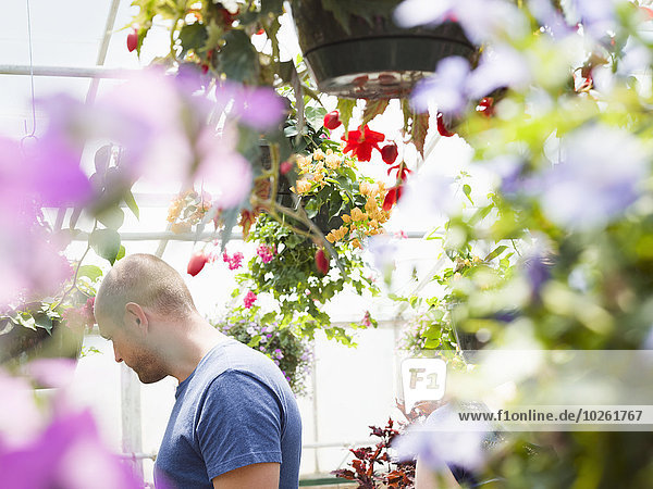 Mann sehen Blume Korb hängen bunt Garten Treibhaus