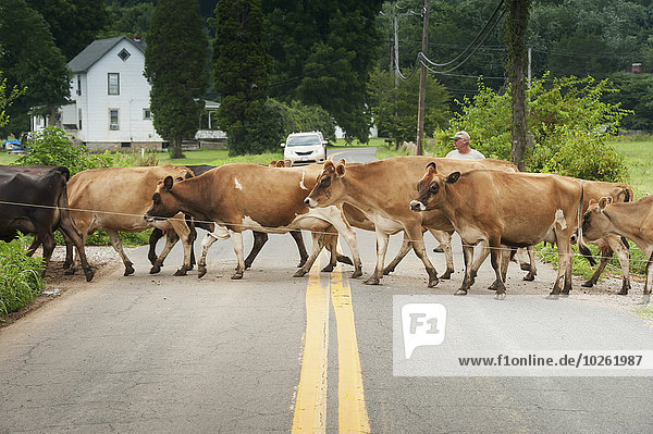 Farmer guiding dairy cows across the road  near Long Green; Maryland  United States of America