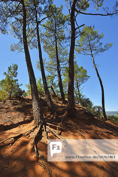 Pine Tree in Ochre Breakage  Sentier des Ocres  Roussillon  Vaucluse  Provence  France