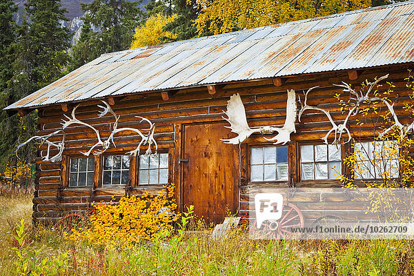 Nationalpark Farbaufnahme Farbe Blockhaus Geschichte Herbst umgeben Mount Saint Elias Wrangell–St. Elias National Park and Preserve